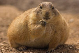 Presumably an M&M-stuffed prairie dog